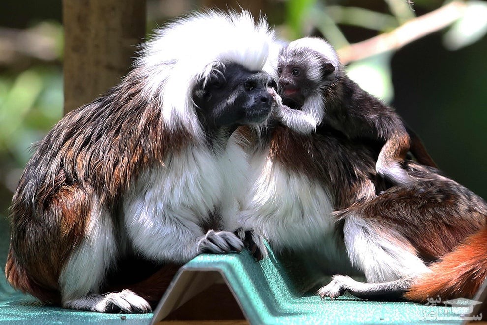 میمون های باغ وحش "کالی" در کلمبیا/ خبرگزاری فرانسه