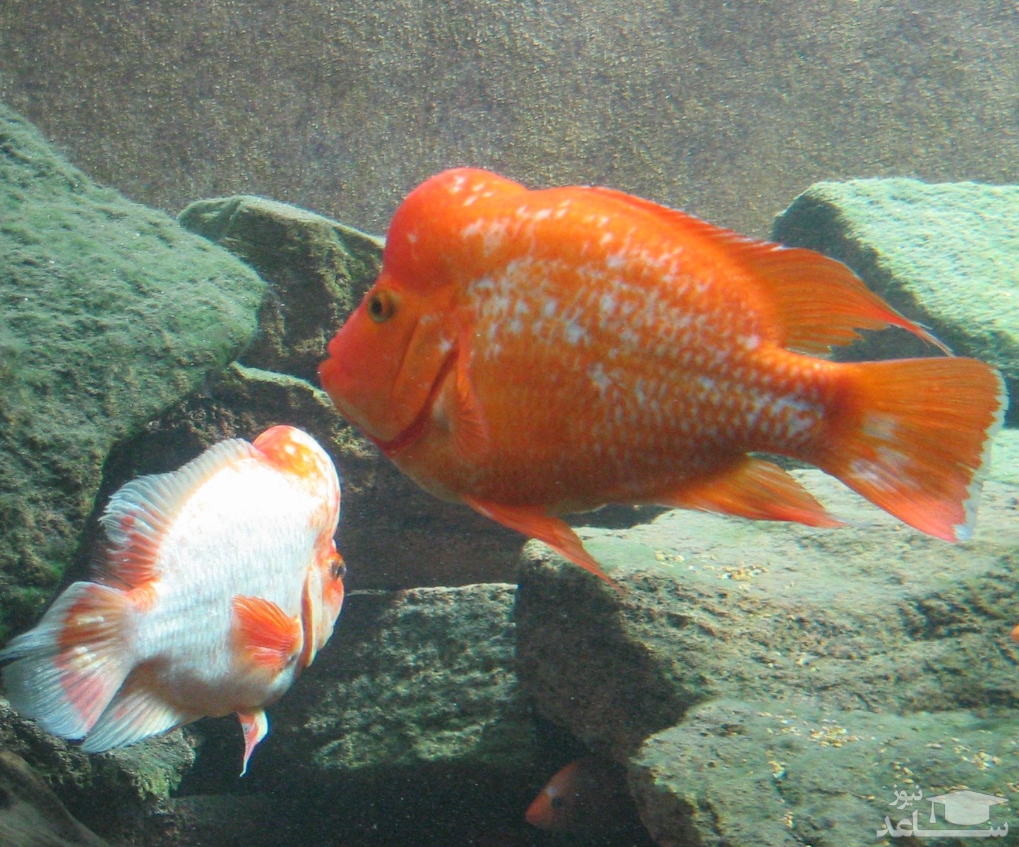 (عکس) زل زدن ماهی خوش رنگ به دوربین