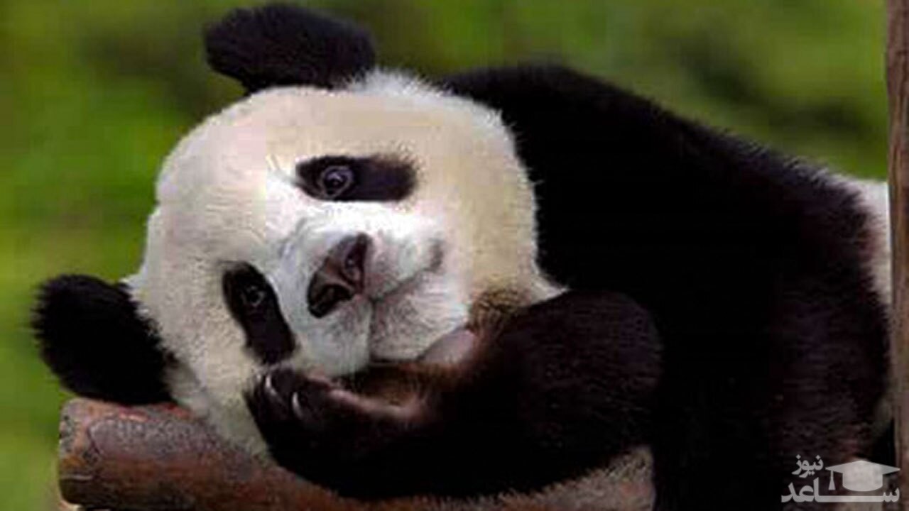 (فیلم) علاقه جالب خرس پاندا به بامبو