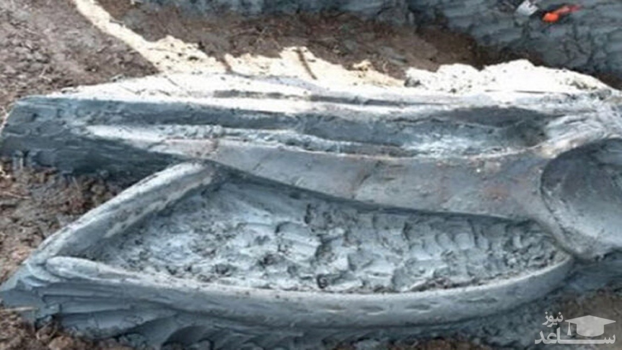 (فیلم) کشف فسیل سالم پنج هزار ساله نهنگ