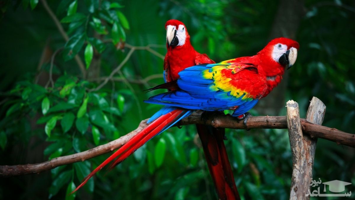 (فیلم) این طوطی کایاک‌سواری و دوچرخه‌سواری می‌کند!