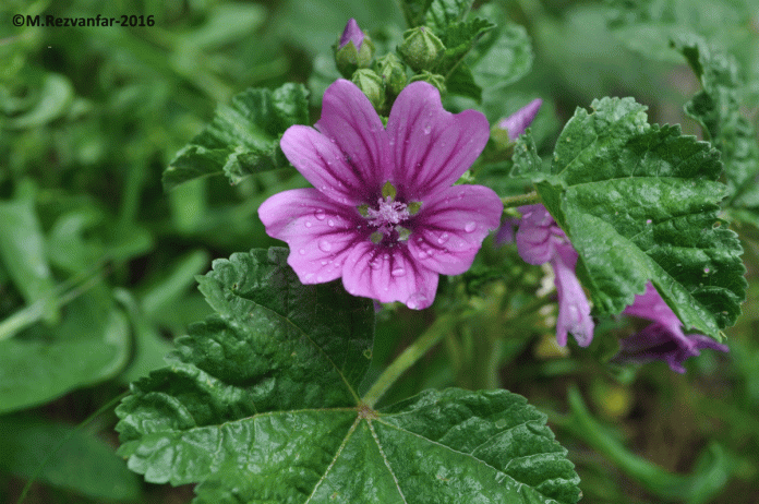 با فواید و مضرات پنیرک بیشتر آشنا شوید