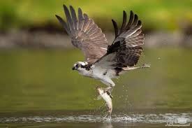 دانلود آهنگ بال زدن پرنده از افکت صوتی انسان و موجودات زنده