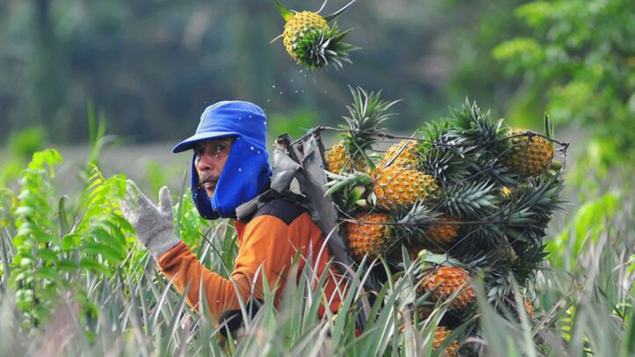 (فیلم) صحنه ای جالب از جمع آوری آناناس در مزرعه