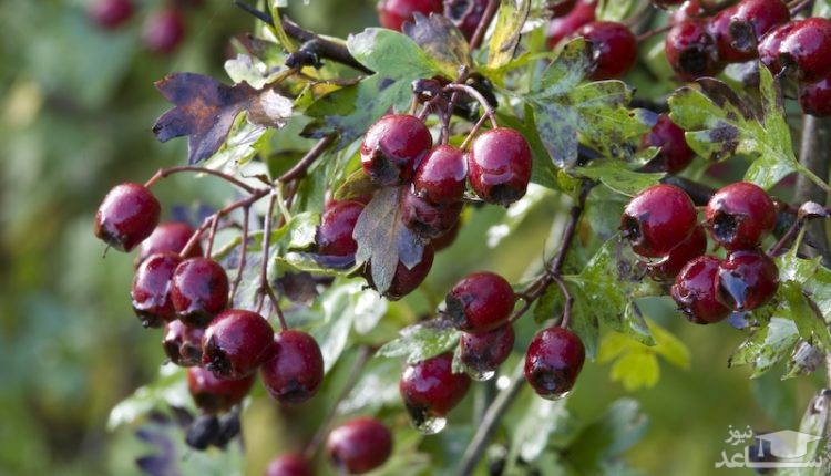 آشنایی با خاصیت درمانی زالزالک