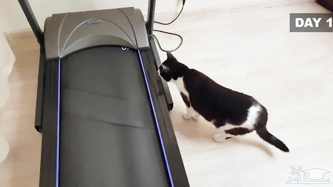 (فیلم) تلاش یک گربه برای استفاده از تردمیل 
