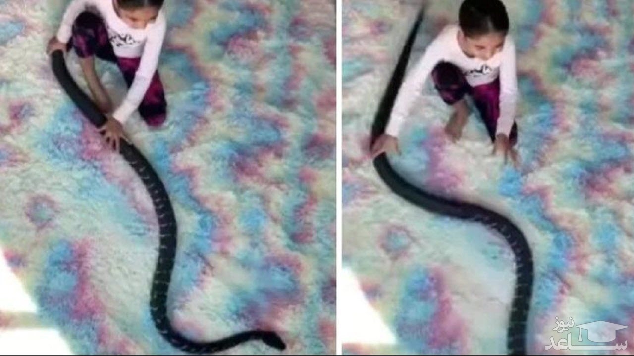 (فیلم) مار پیتون، اسباب بازی کودک در خانه