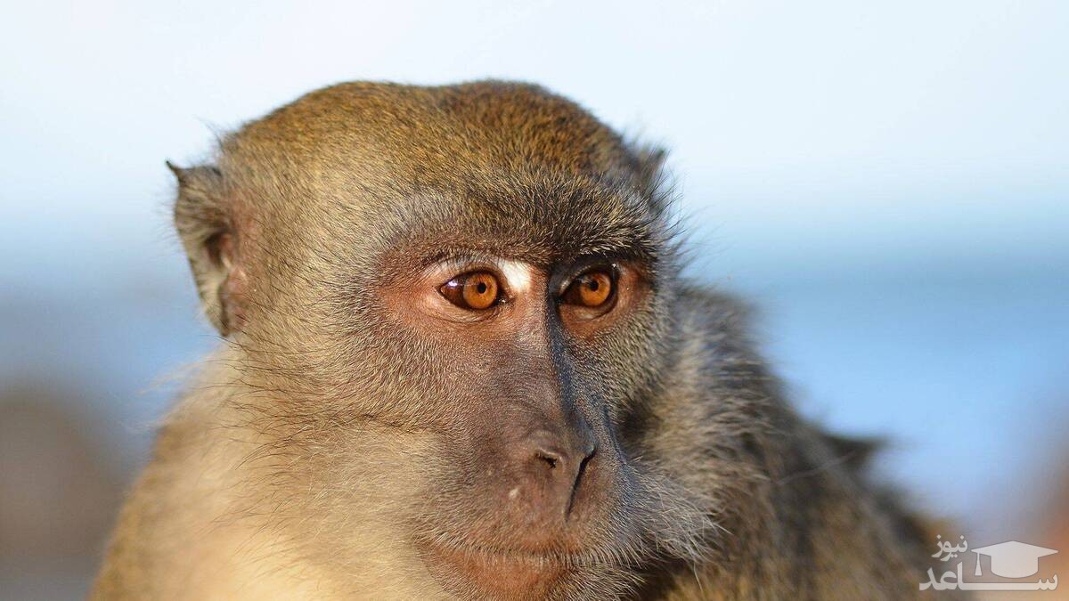 (عکس) ایده هوشمندانه میمون برای در امان ماندن از باران