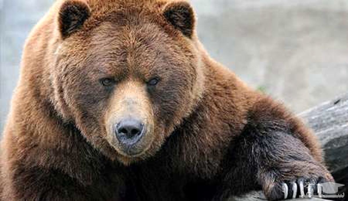 (فیلم) خرس دزد