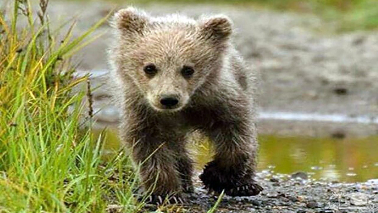 (فیلم) نجات یک توله خرس در کوهستان به شیوه‌ای عجیب 