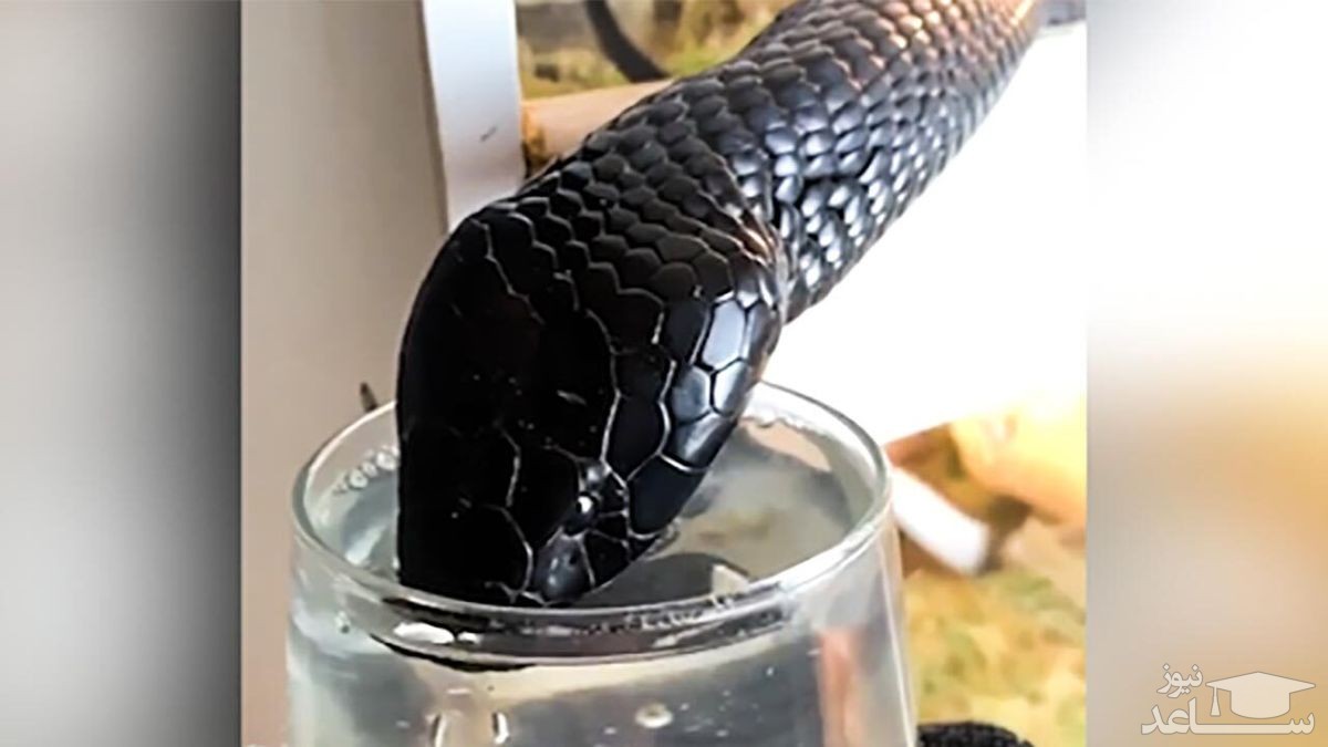 (فیلم) مارسیاهی که با لیوان آب می‌خورد!