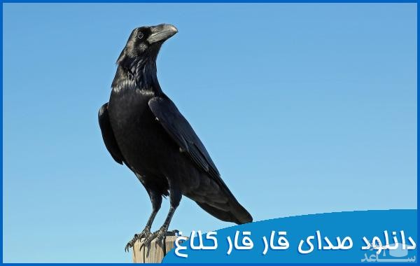 دانلود آهنگ قار قار کلاغ از افکت صوتی انسان و موجودات زنده