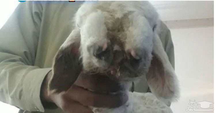 (‌عکس) تولد بره‌ای عجیب که به ۳ زبان حرف می زند / در هیرمند زاهدان رخ داد