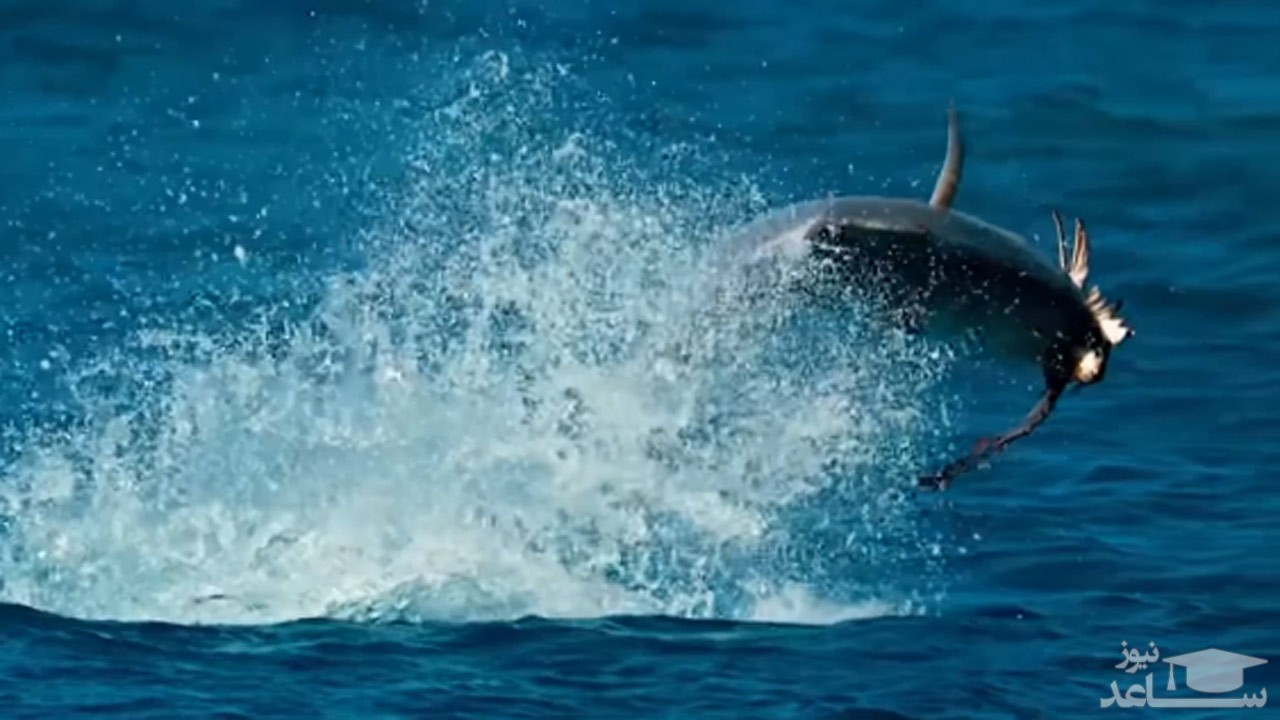 (فیلم) پرش خیره کننده ماهی از سطح دریا برای شکار پرنده 