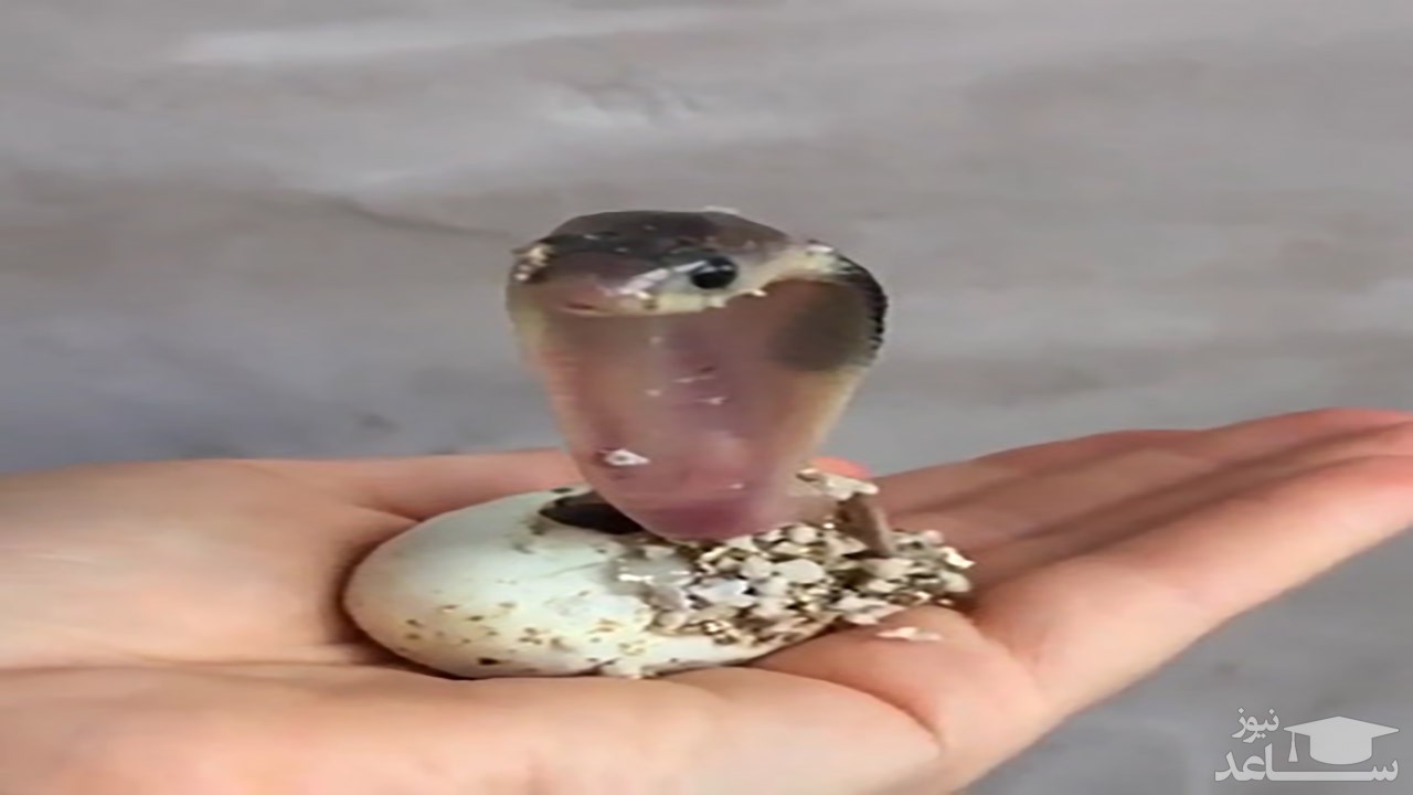 (فیلم) زنده خوردن یک مار توسط جوان هندی در پشت موتورسیکلت! 