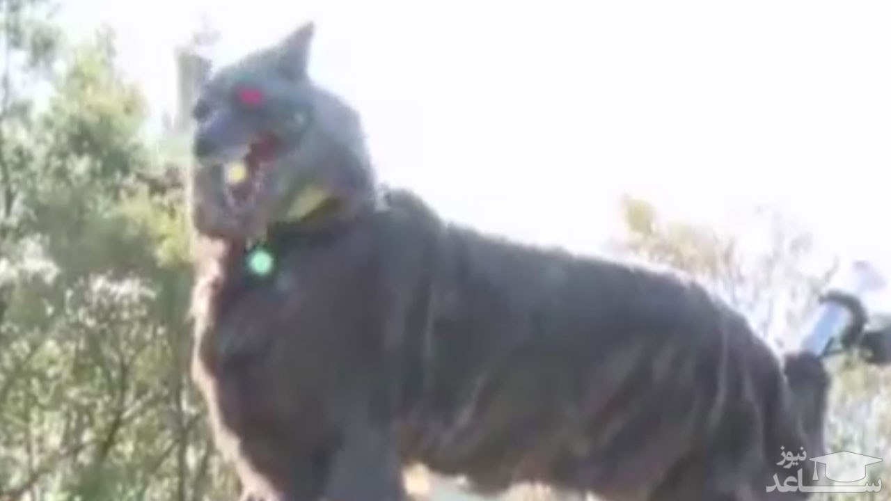 (فیلم) ترفند زیرکانه ژاپنی‌ها برای جلوگیری از حملات خرس‌های بی رحم