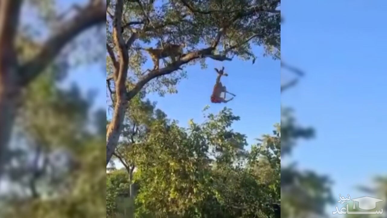 (فیلم) وقتی کفتار به طور ناگهانی غذای پلنگ را صاحب می‌شود