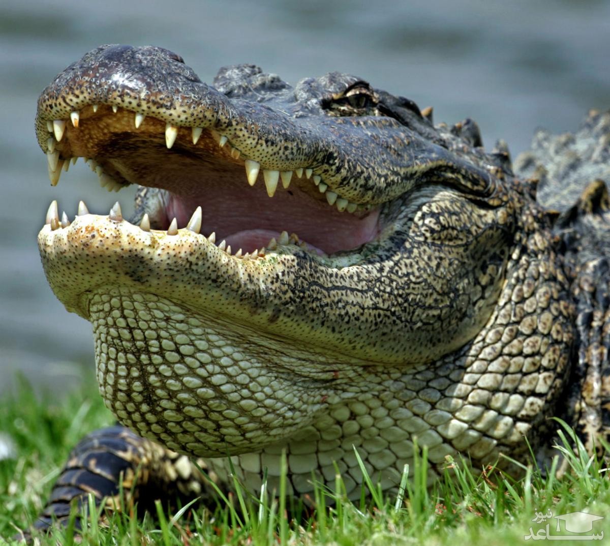 ارمغان طوفان سالی برای آلاباما: شنای کروکودیل در خیابان