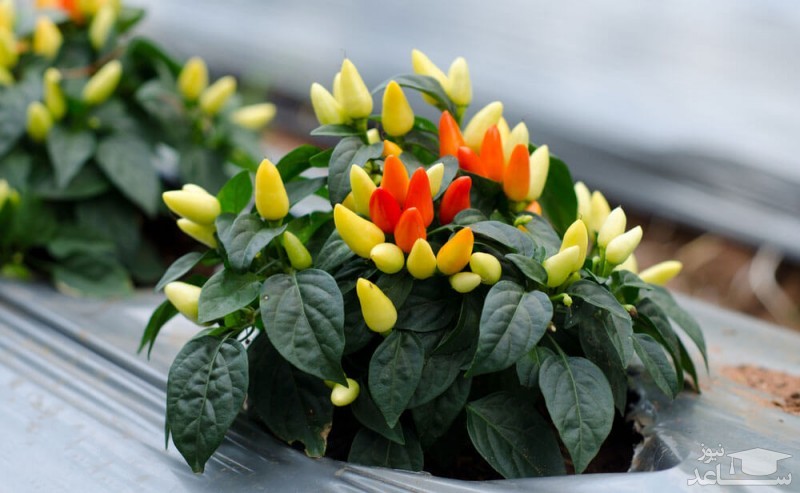 نحوه پرورش و نگهداری فلفل زینتی در منزل