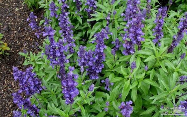 گیاهانی که باعث افزایش میل جنسی میشوند!