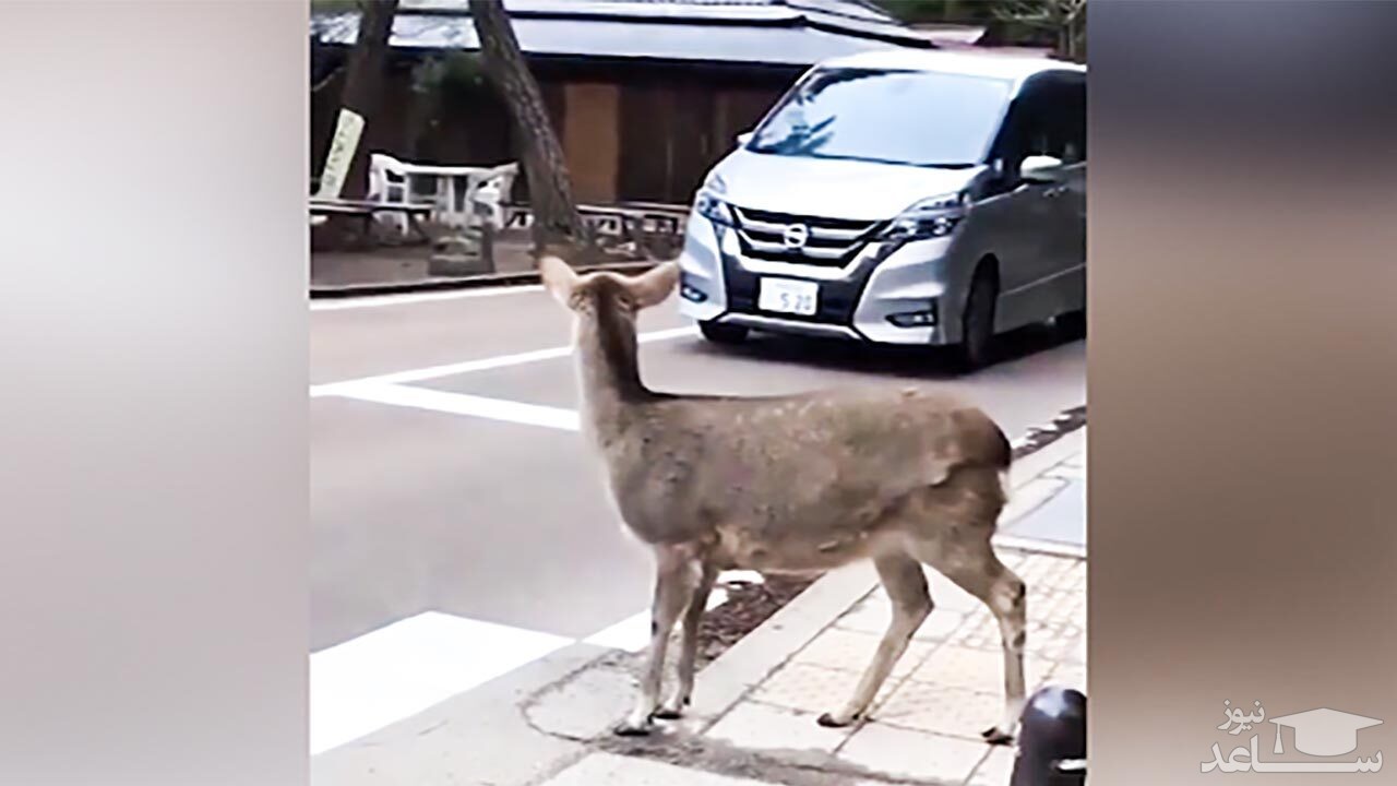 (فیلم) عبور یک آهو از خیابان با رعایت قوانین راهنمایی و رانندگی