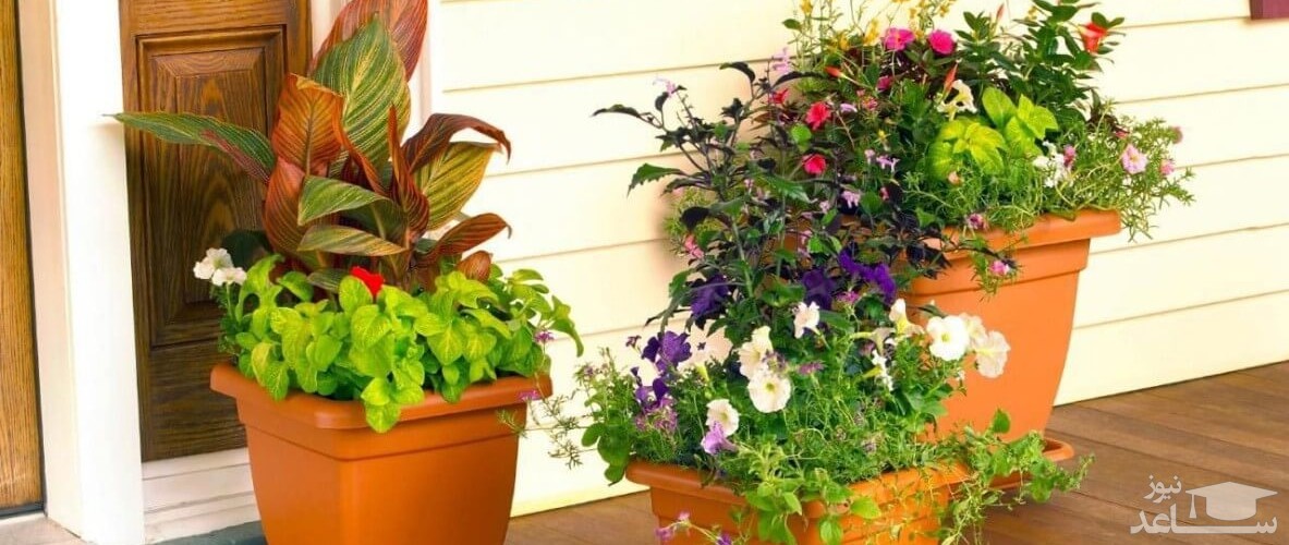 نحوه شاداب کردن گیاهان پژمرده در خانه