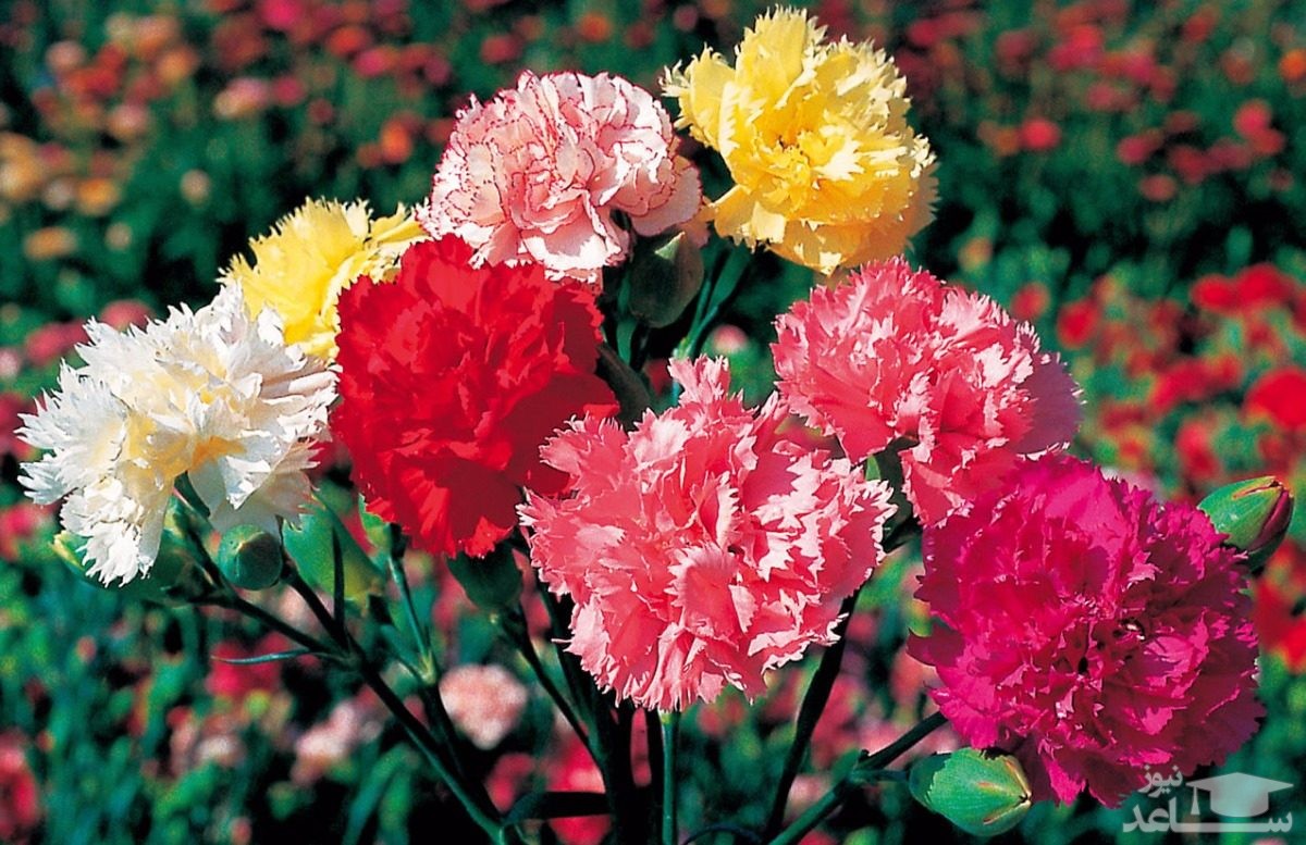 با فواید و مضرات گل میخک بیشتر آشنا شوید