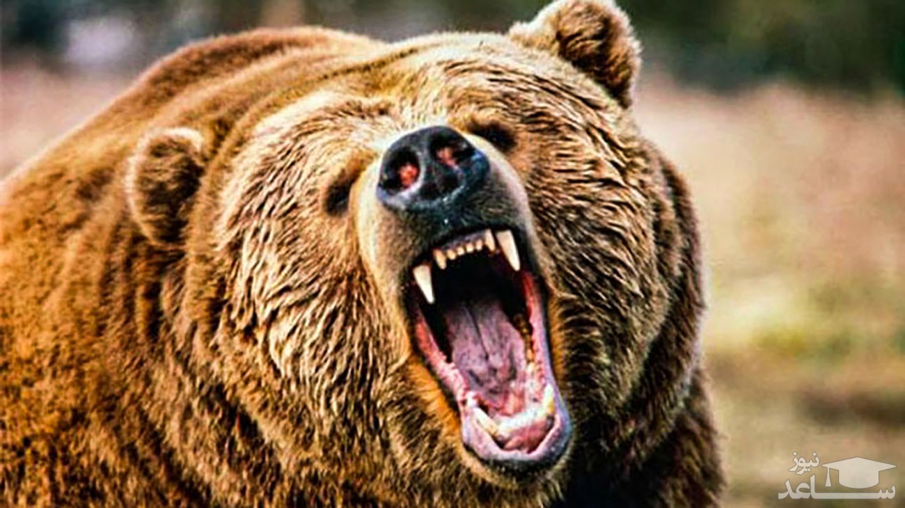 خرس وحشی به زن پیرانشهری حمله کرد