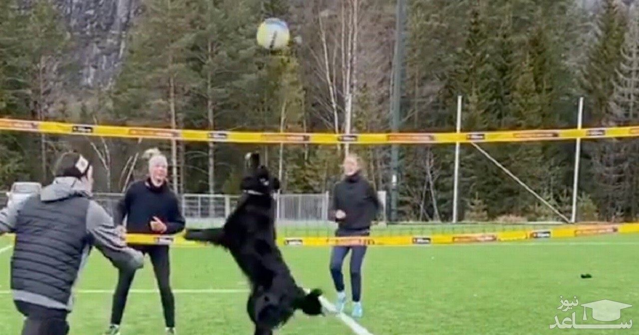 ویدئوی جالب از سگ والیبالیست همه را شگفت‌زده کرد!