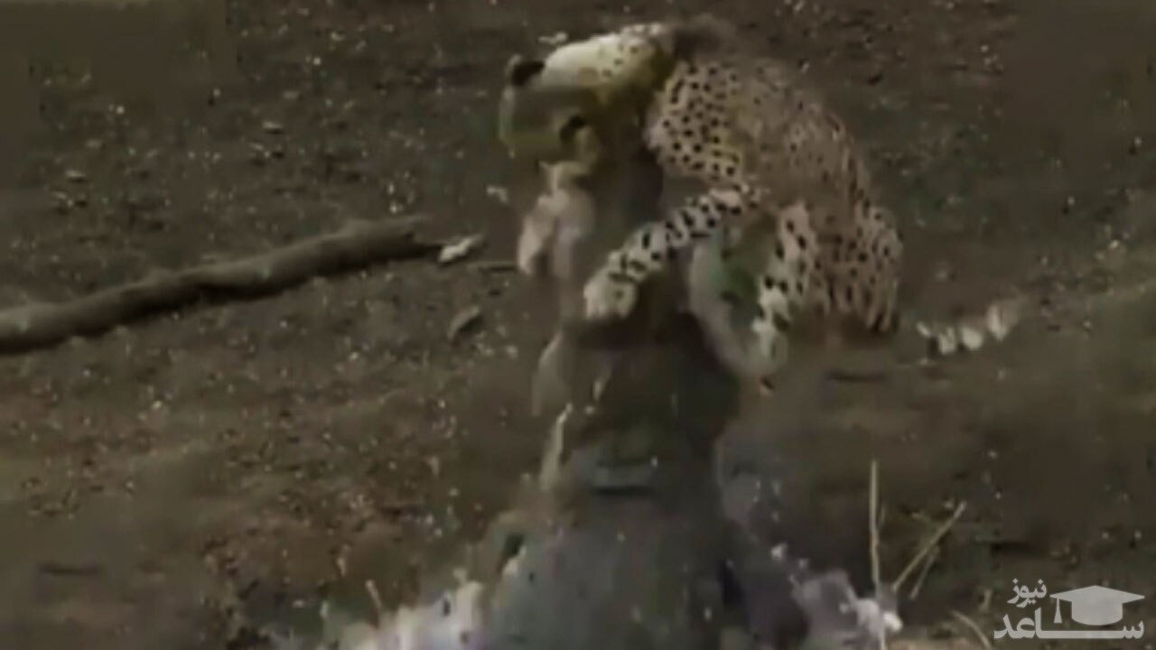 (فیلم) شکار قدرتمندانه یوزپلنگ توسط یک کروکودیل عظیم الجثه