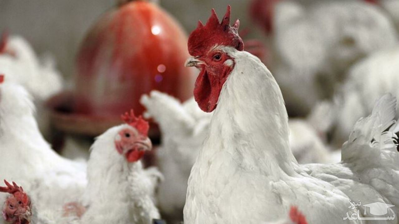 نامه‌نگاری‌ها برای افزایش قیمت مرغ/ آیا مرغ گران می‌شود؟