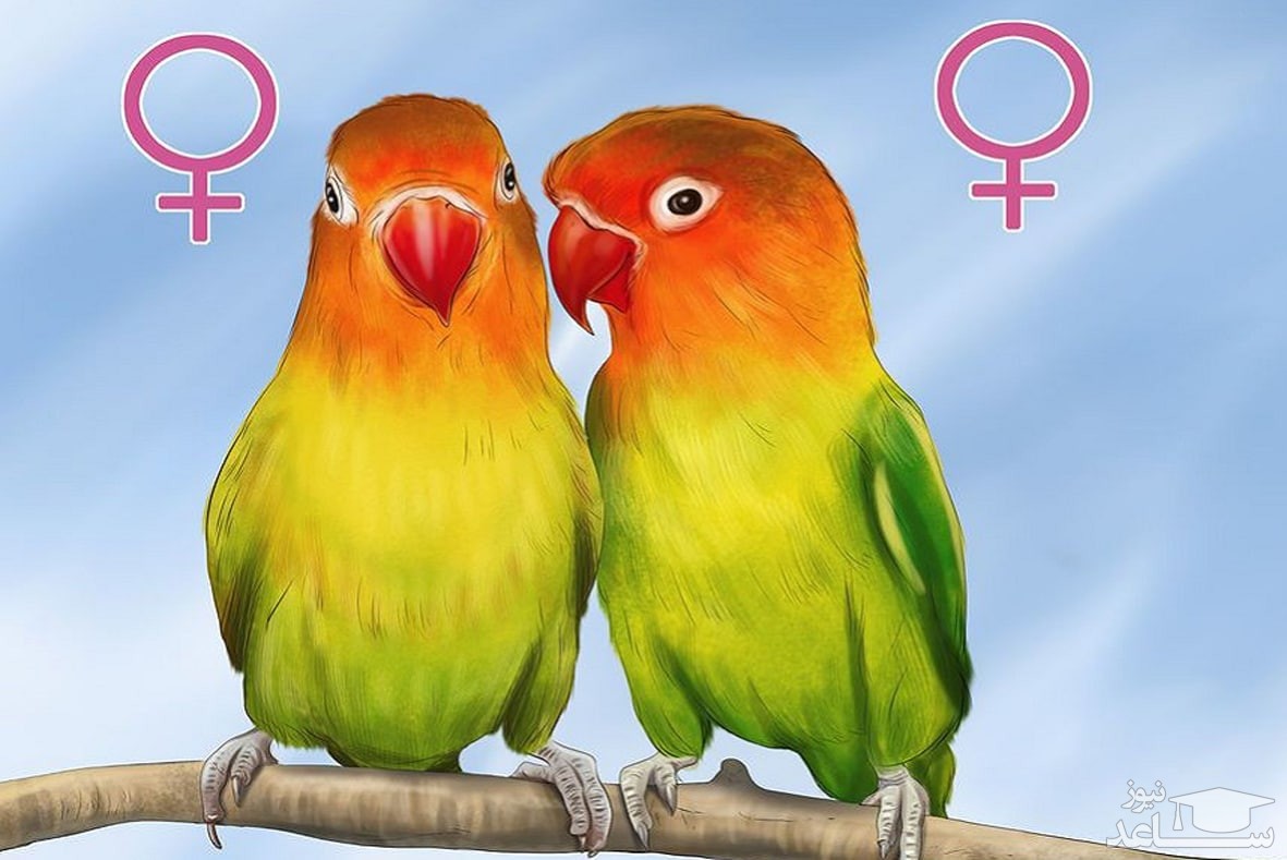جنسیت طوطی را چگونه تشخیص دهیم؟