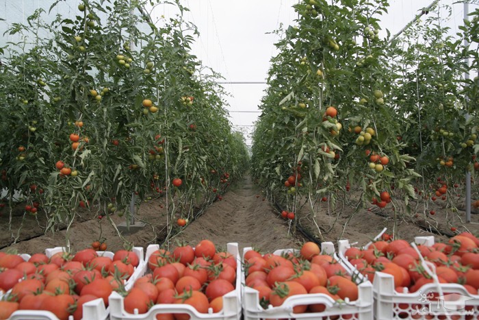 نحوه پرورش و نگهداری گوجه