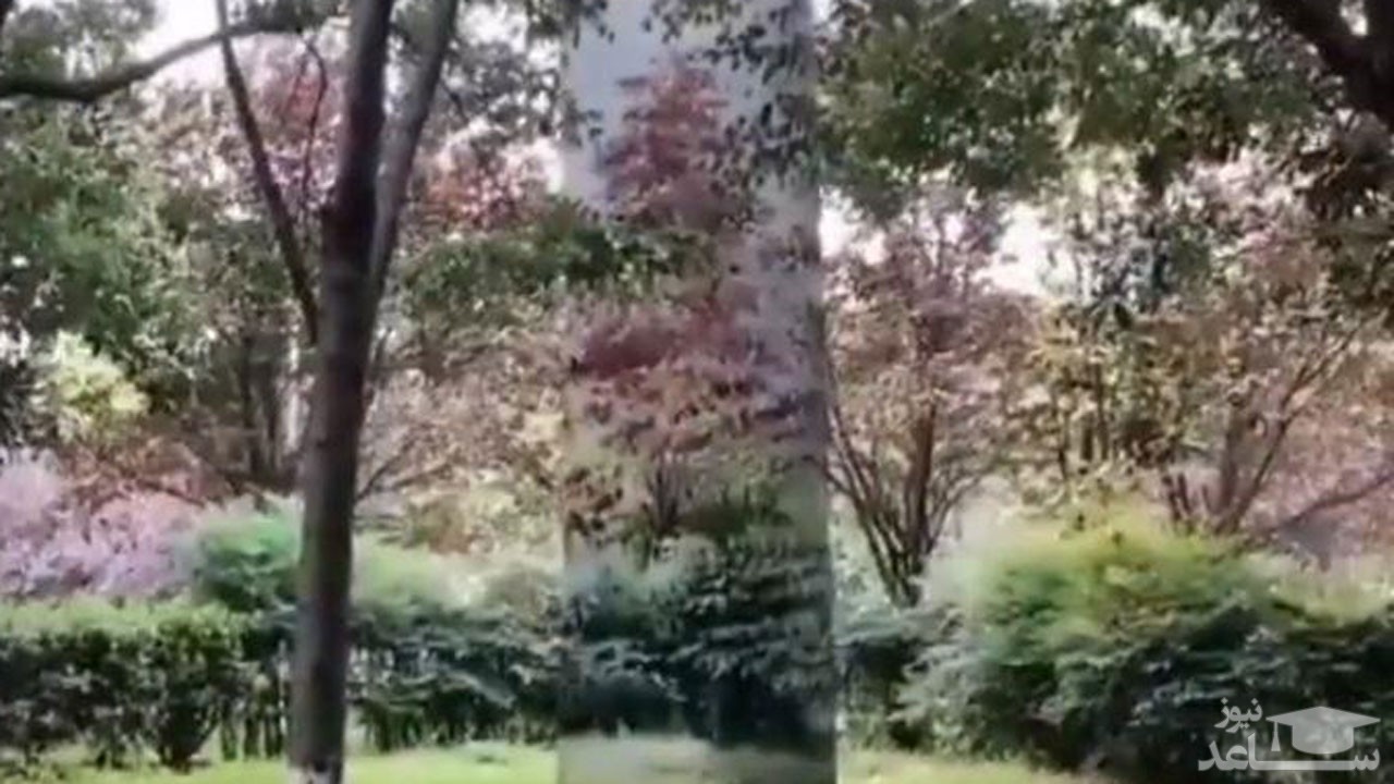 (فیلم) نقاشی فوق العاده بر روی درخت