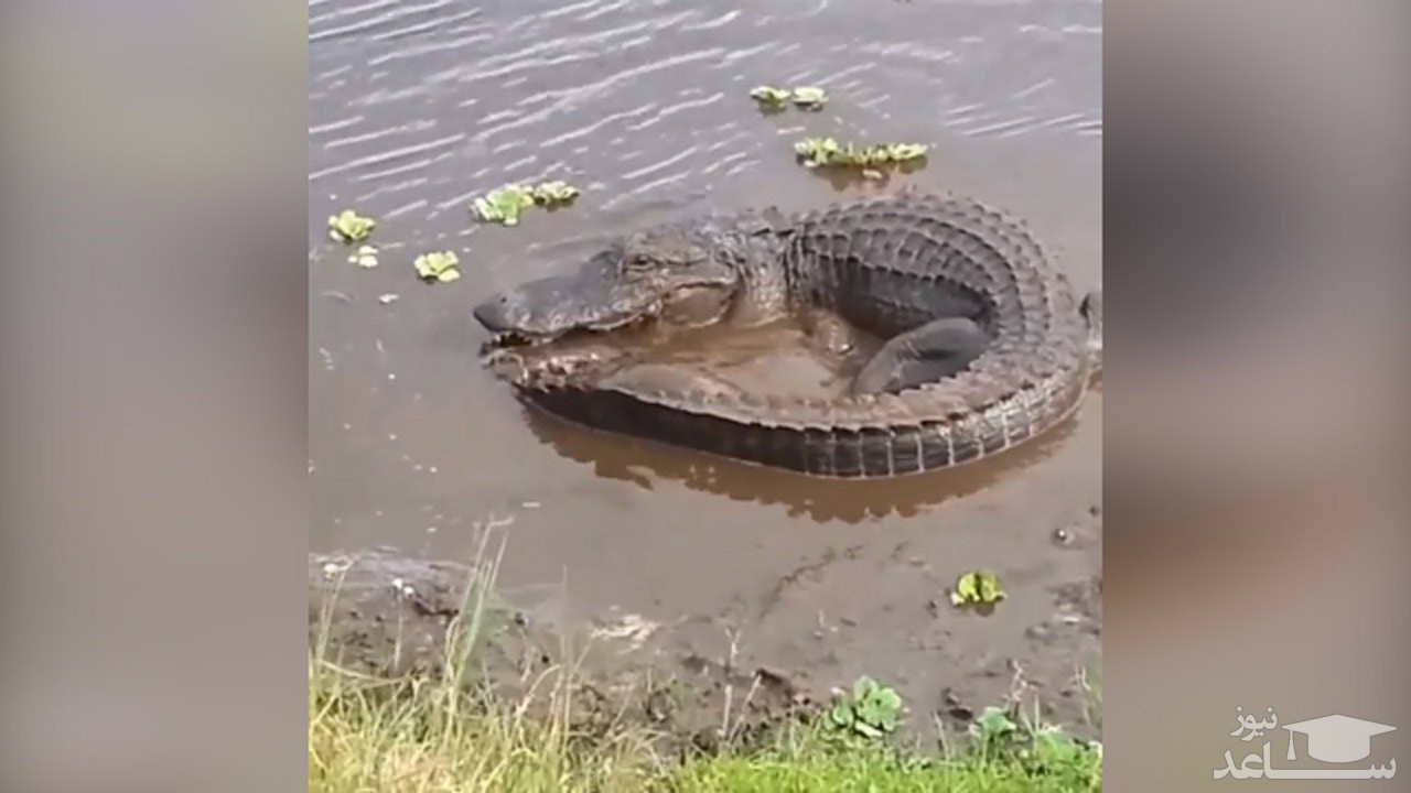 (فیلم) فرار دیدنی لاک پشت از آرواره‌های کروکودیل