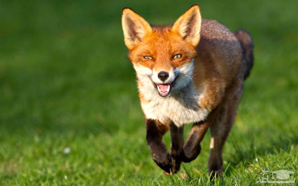 (فیلم) صحنه استثنایی؛ ورود جناب روباه به زمین بازی!