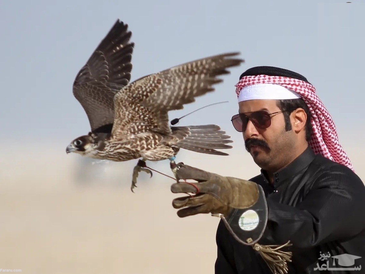 (فیلم) یک شاهین نتیجه بازی انگلیس و آمریکا را پیش بینی کرد