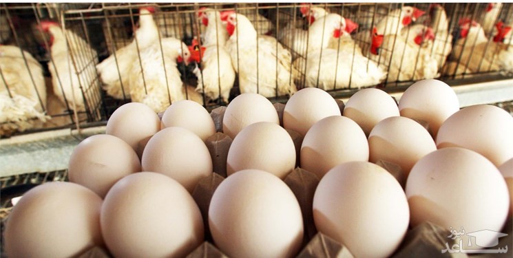 اعلام رسمی برای ممنوعیت واردات مرغ و تخم‌مرغ به عراق نداشتیم