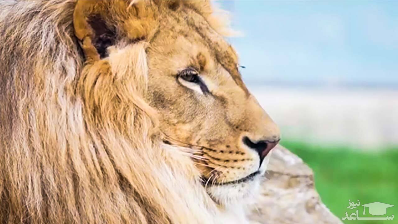 (فیلم) ۷ حیوانی که قاتل سلطان جنگل هستند