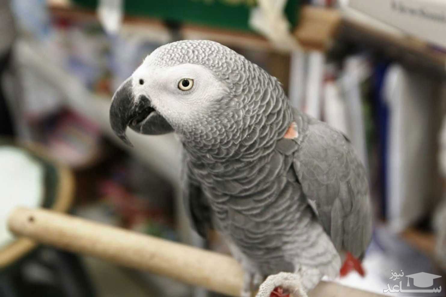 تغییر زبان طوطی سخنگو پس از ۴ سال گم شدن