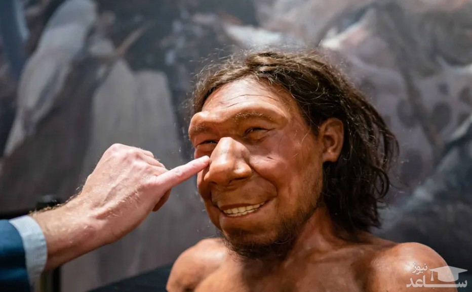 ساخت مجسمه مومی انسان اولیه گونه "نئاندرتال" در موزه ای در هلند/ EPA