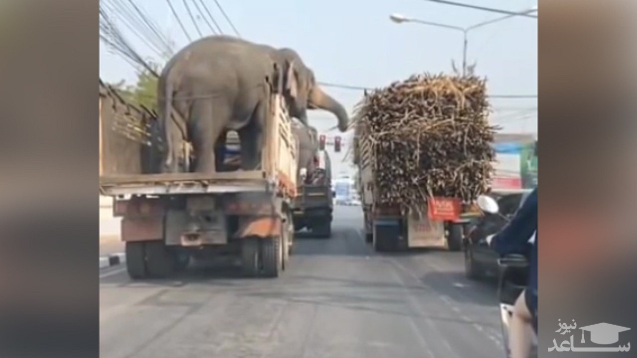 (فیلم) غذا خوردن فیل در ترافیک