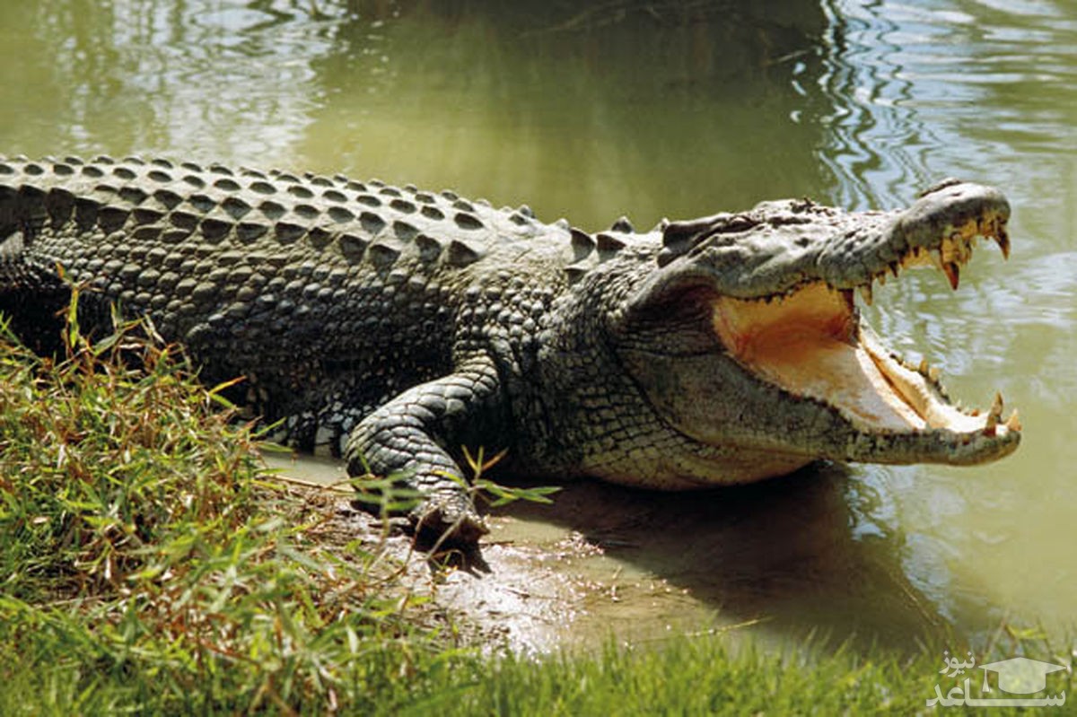 (فیلم) آزادی تمساح از لاستیک موتور دور گردنش پس از ۶ سال