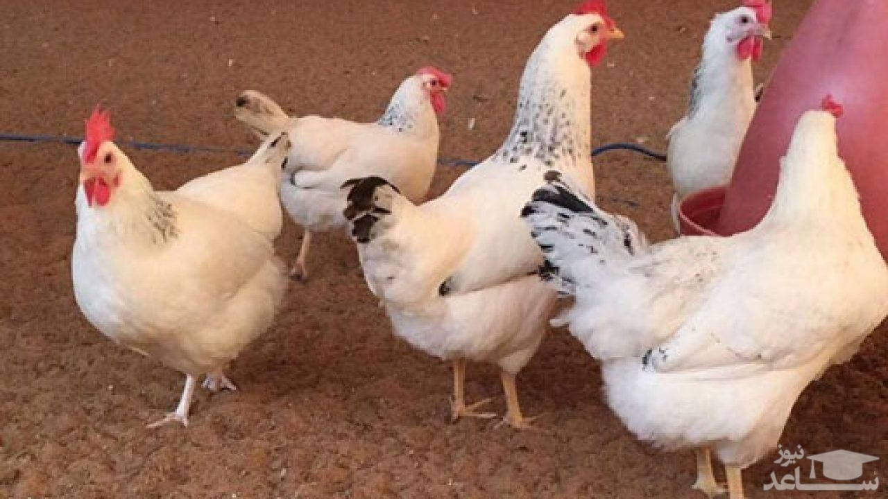 خروج غیرقانونی گوشت مرغ از استان/مرغ باید گران شود!
