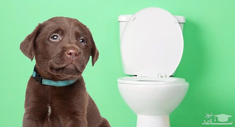 چطور آموزش دستشویی را به سگ یاد بدهیم؟