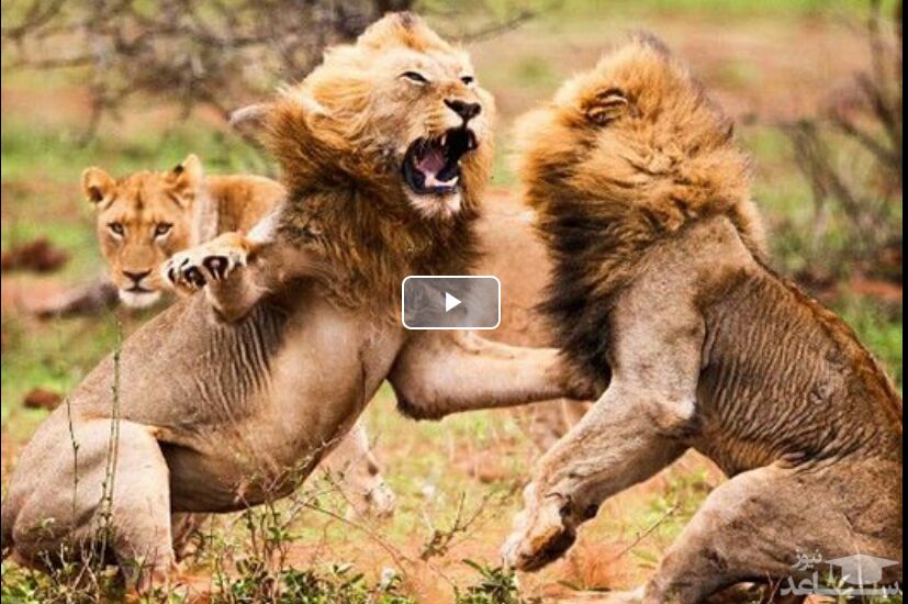 (فیلم) درگیری شدید دو شیر نر بر سر یک شیر ماده