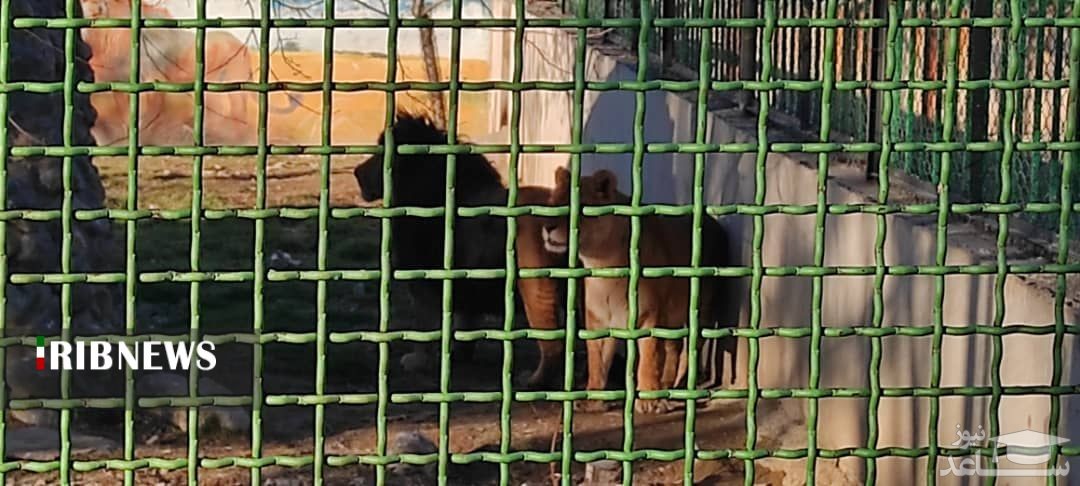همه چیز درباره کارگر باغ وحش اراک که قربانی حمله شیر شد!+عکس