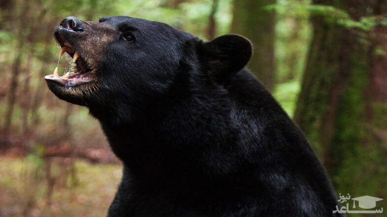 (فیلم) حمله وحشتناک خرس سیاه به مربی‌اش در سیرک