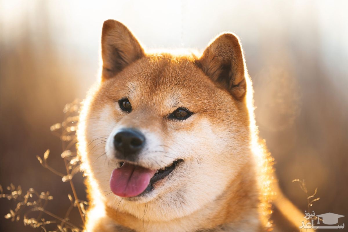 (فیلم) همکاری سه سگ باهوش برای سرقت ظرف استیک