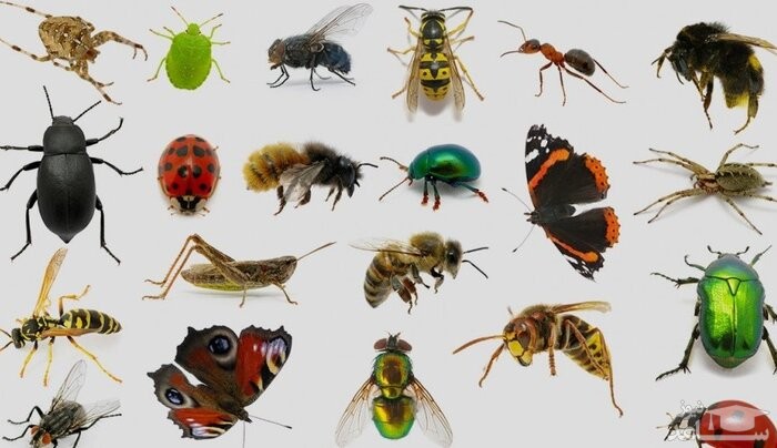 دانلود آهنگ حشره 1 از افکت صوتی انسان و موجودات زنده